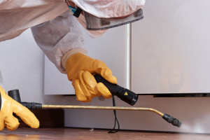 Messie Schädlingsbekämpfung Albstadt